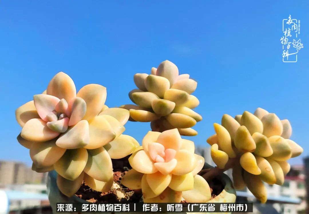 爱上多肉精致生活,爱上多肉我们的减压法宝