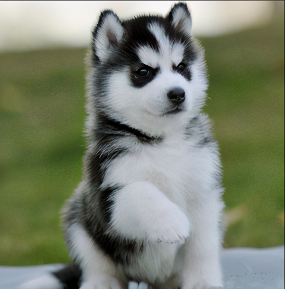 盘点最乖的4种狗和最顽皮的4种狗,最听话和聪明的狗狗是什么