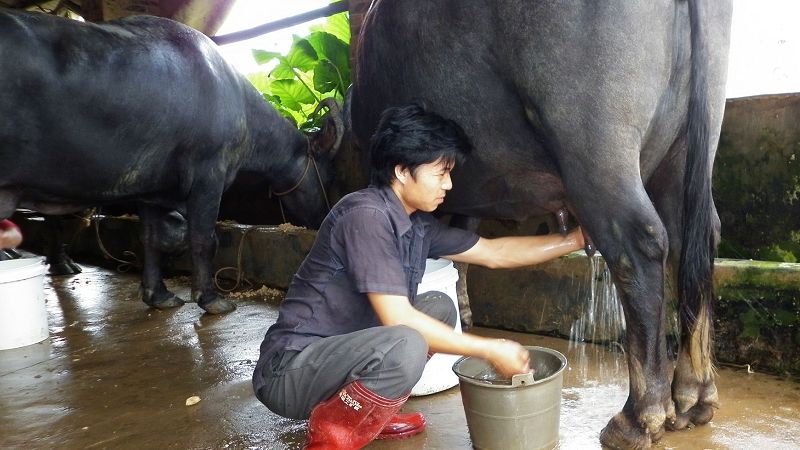 喝羊奶真的比喝牛奶好吗,多喝牛奶比喝羊奶好处多些吗