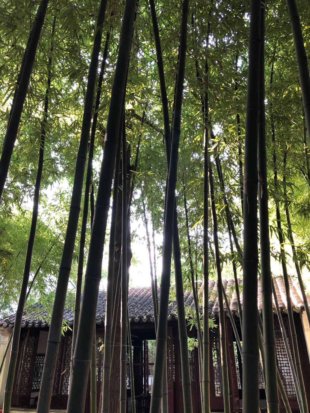 水墨姑苏—可诗亦可逛吃