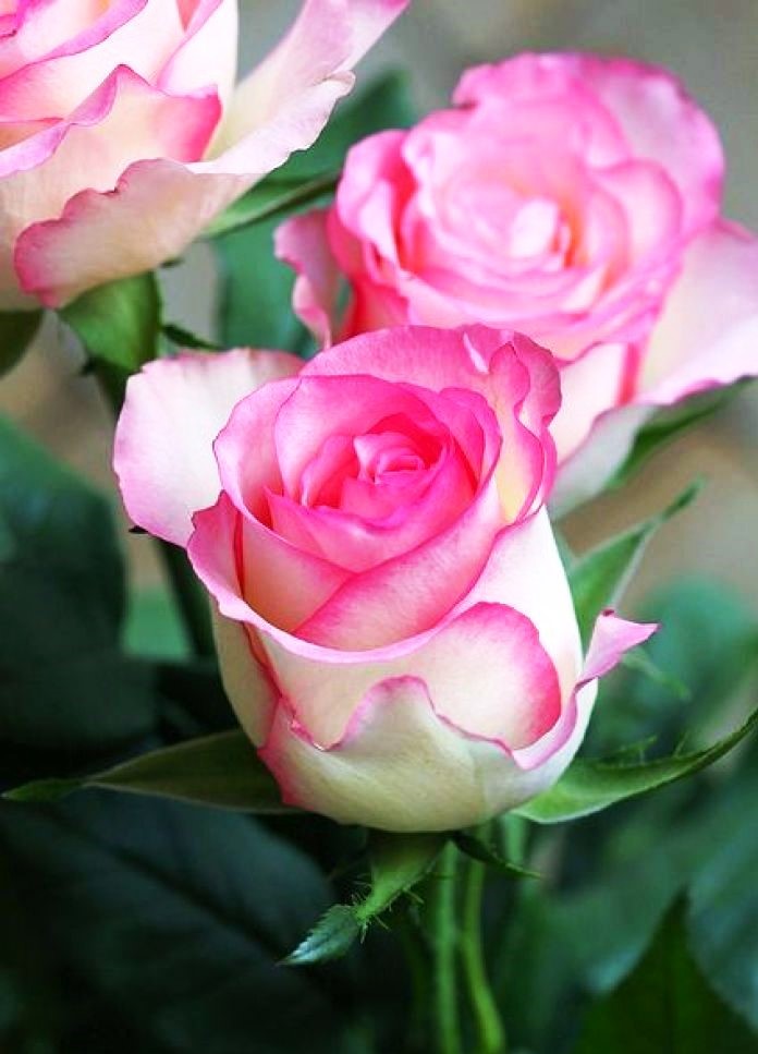 金句励志正能量人生语录大全,激励人心的句子正能量经典语录