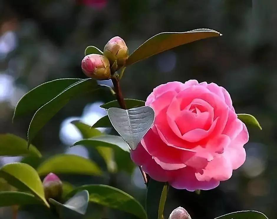 中国四字文化有哪些,中国的四字文化还有哪些