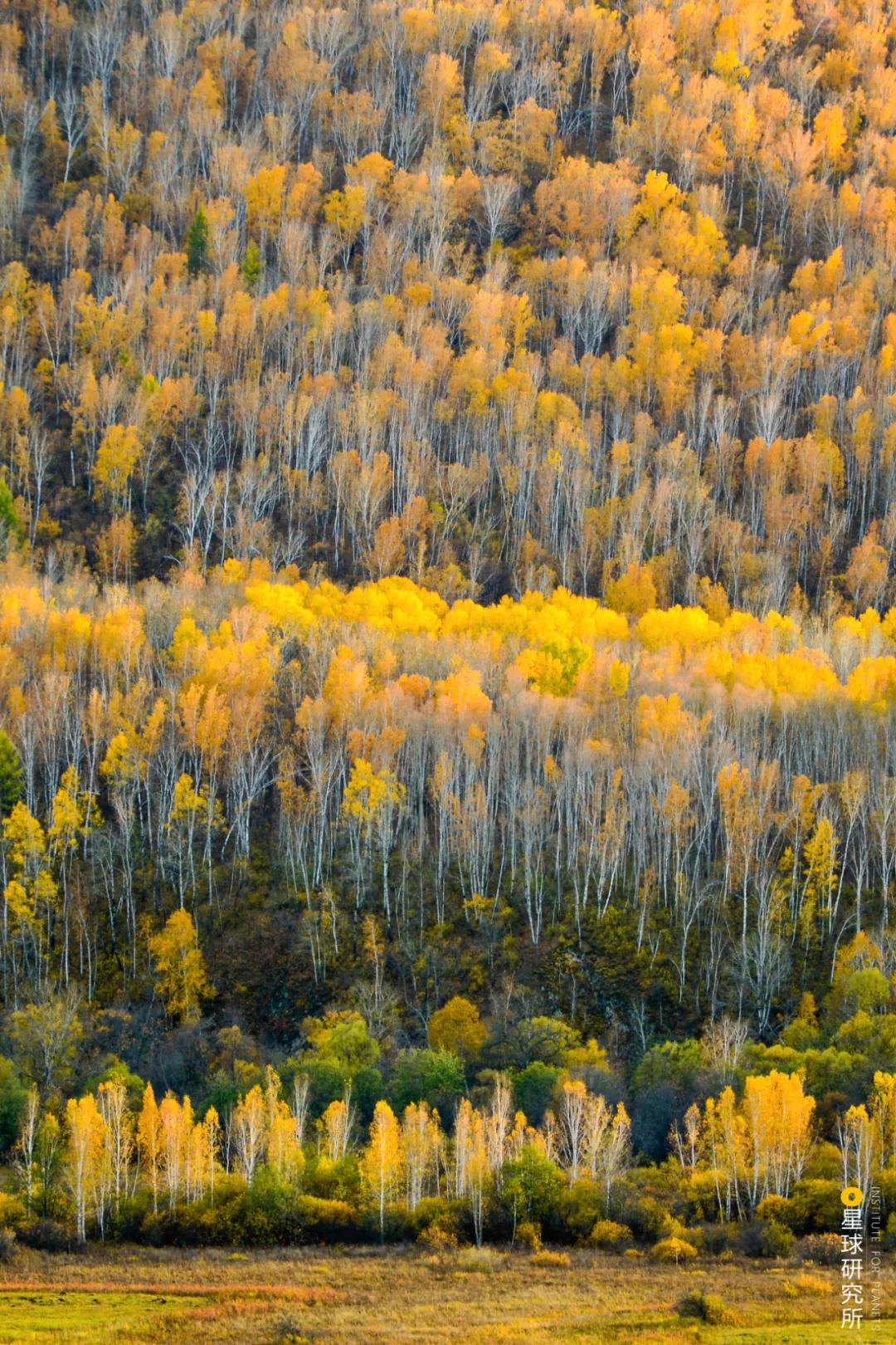中国植树造林面积,中国植树造林成果国外有什么看法