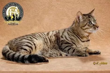 十块钱就能买一只狸花猫是真的吗,几十元的狸花猫能养吗