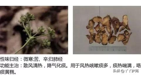 农村身边的中草药主治与功效,中草药全图谱与功效