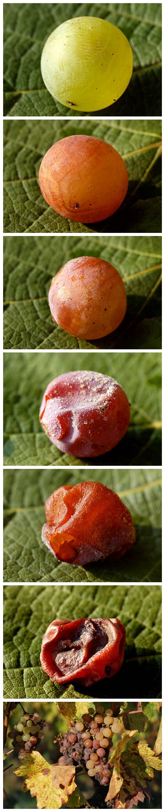 一份甜酒终极指南收藏了喝个遍,一份甜酒