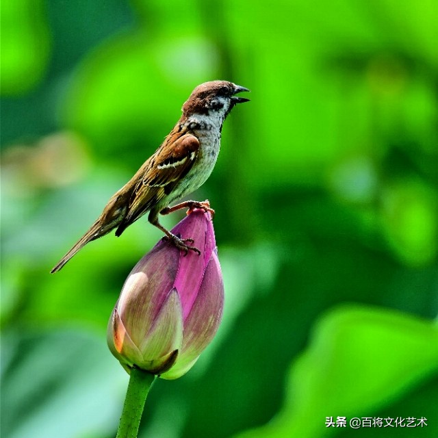 关于荷花的诗句古诗,荷花水墨画诗句书法