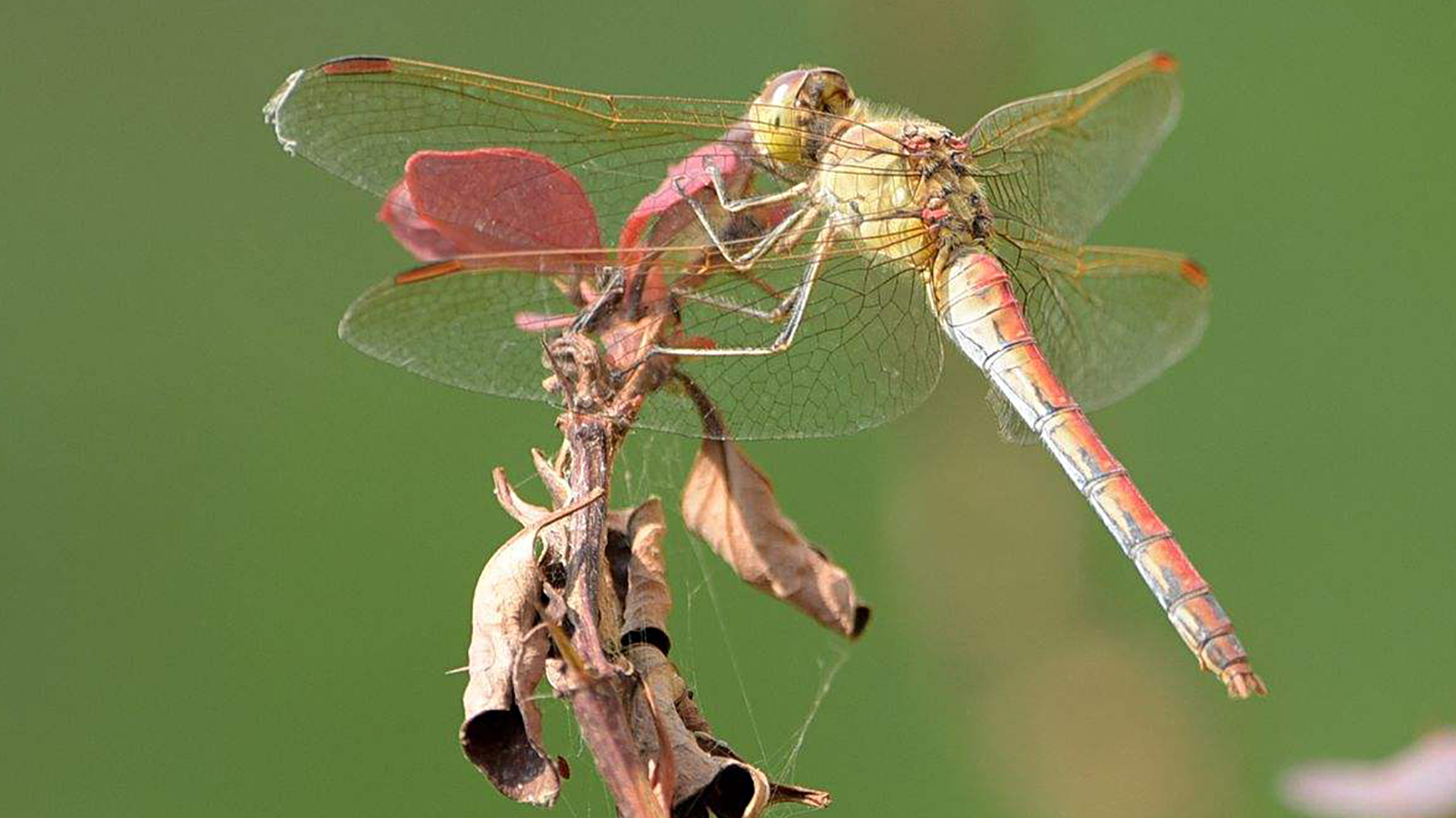 蜗牛智商高的动物,盘点动物世界最慢的动物蜗牛