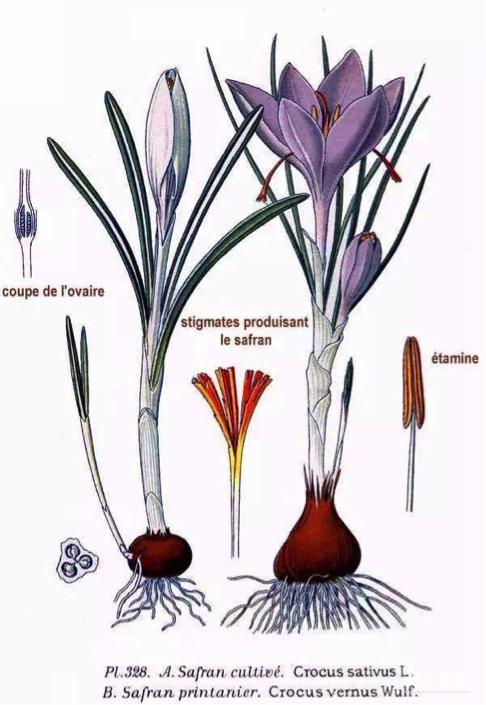 藏红花探秘时刻,藏红花西红花冷知识