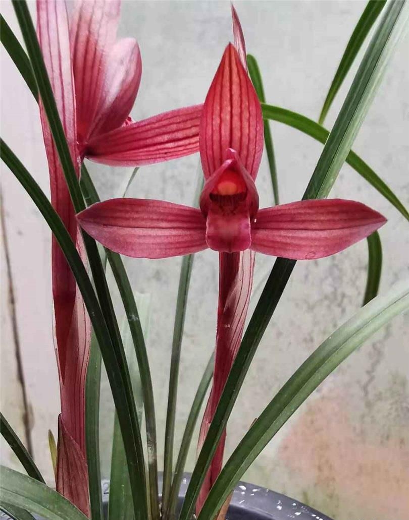 贵州兴义最出名的兰花,贵州兰花红舌头