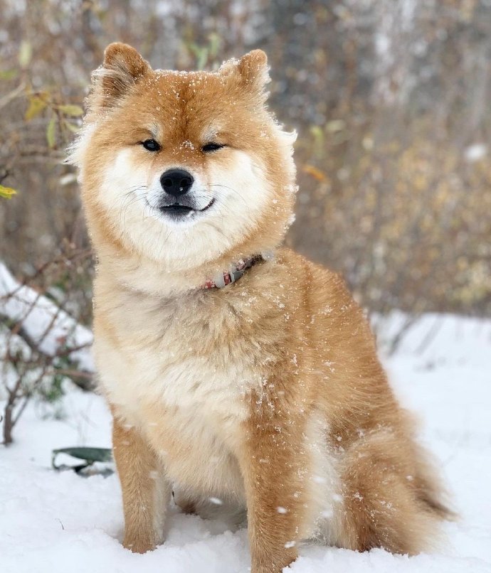 柴犬好养吗柴犬适合上班族养吗,普通人养柴犬需要注意什么