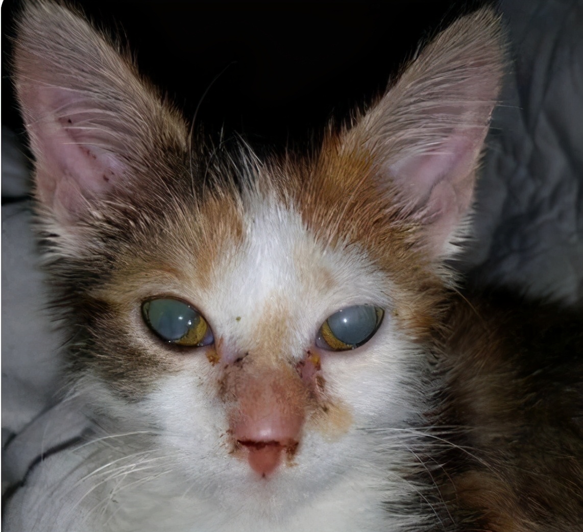 猫咪这6个常规小知识你知道几个,猫咪以后年纪大了该如何饲养