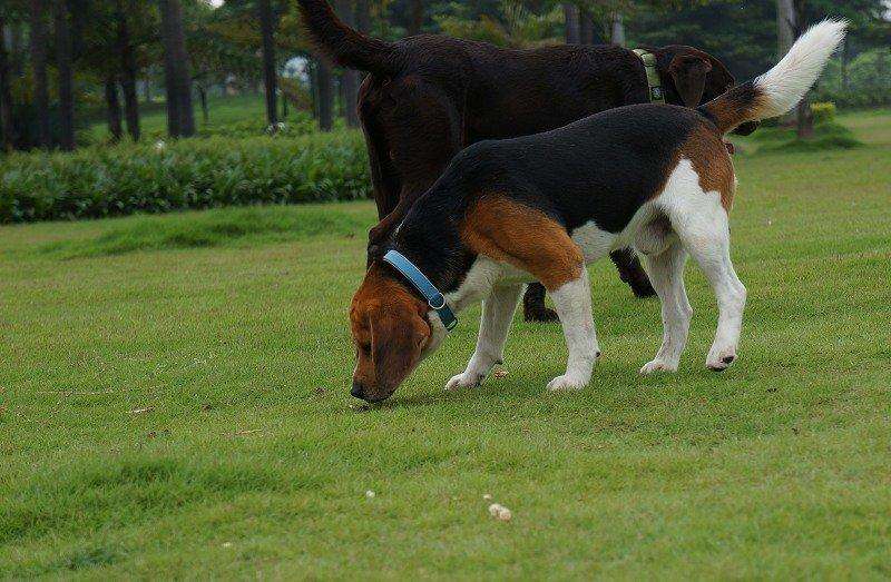 狗狗喜欢到处舔，不过舔这6个地方，可能是有话对你说