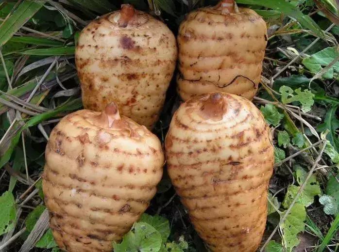 天麻的性状鉴别是什么,天麻的道地药材