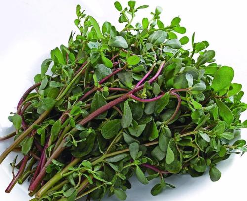 农村有一物是痔疮的克星,治痔疮的野菜有哪些