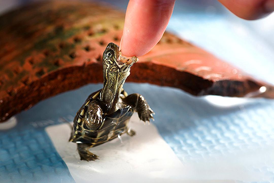 乌龟能活到多大,乌龟寿命最长的可以活300岁吗