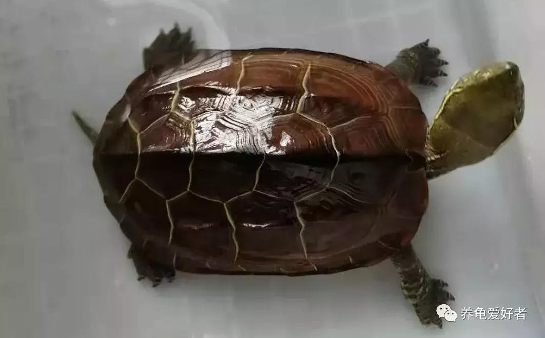 黄耳龟喂什么食物,幼龟可以吃什么人类的食物