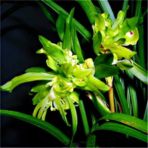 春兰天彭牡丹香味好吗,春兰天彭牡丹兰花简介