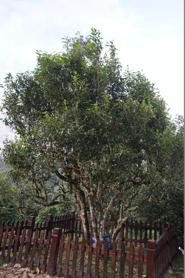 为什么在网上买不到合适的茶,网上买的茶为什么不好