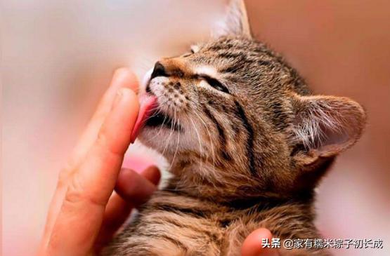 接触宠物感染,怎么防止宠物感染病毒