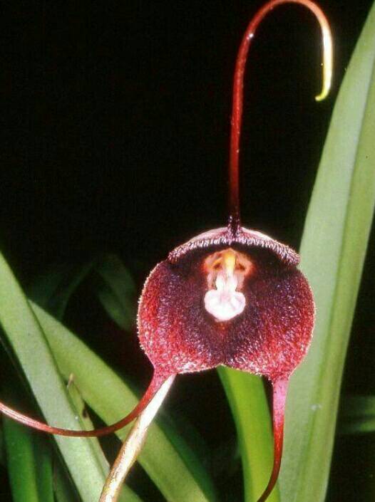 相似动物的花有哪些,稀奇古怪的动物花图片