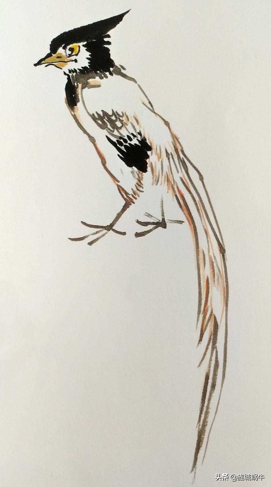 国画飞着绶带鸟的画法步骤,国画绶带鸟的画法