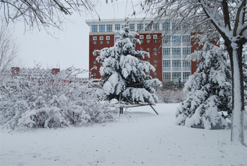 冬天的校园作文100字写景,冬天的校园真美作文250字