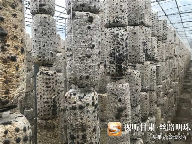 短视频|【决战决胜脱贫攻坚】漳县：小木耳化身致富“金耳朵”