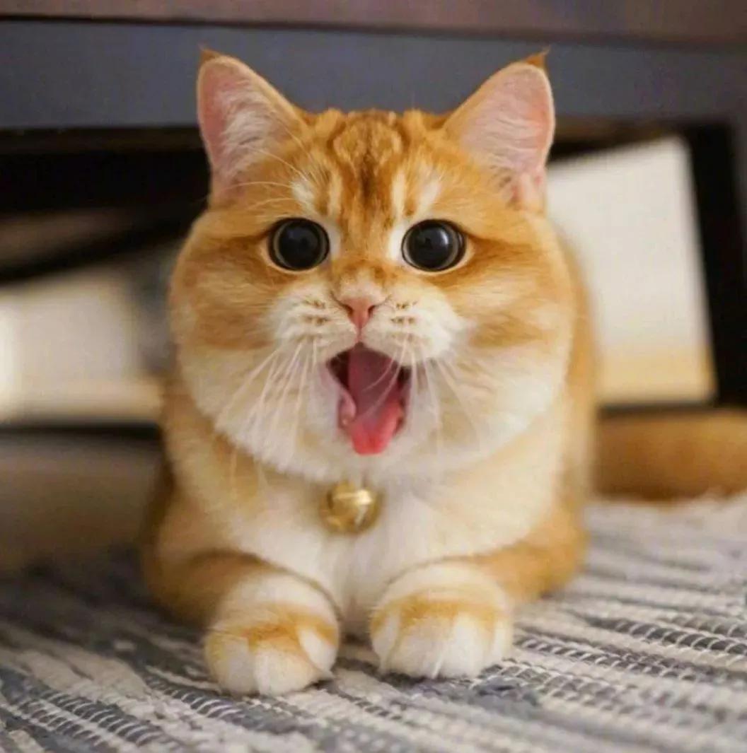 英短猫哪种花色不推荐,英短蓝白猫咪尴尬期前后对比