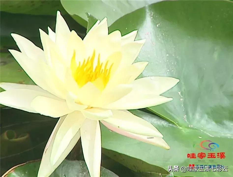 迷人！这里的“花中睡美人”盛开了