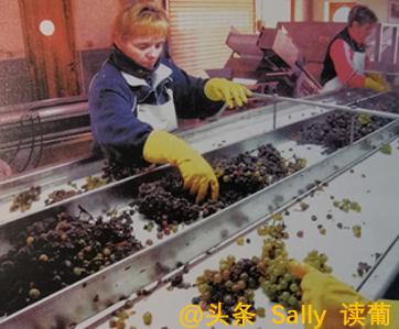红酒在酒庄经历了什么？争议如此大？朱广权式幽默告诉你
