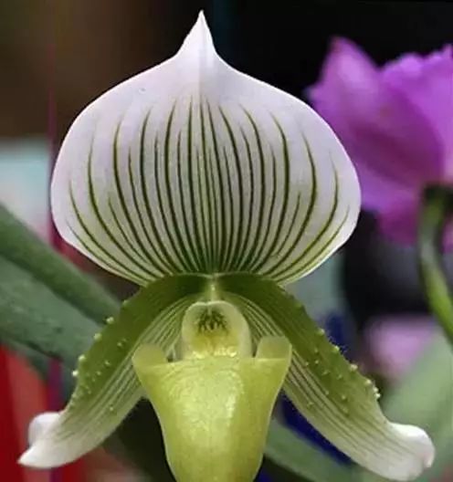 世界顶级奇花异卉,100种奇花异草图