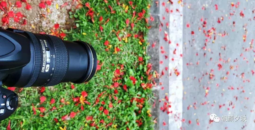 凤凰浴火时，盛夏晚晴天