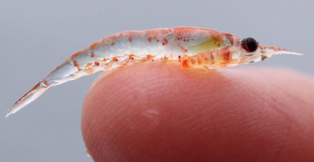 虾说，这是一篇让你不仅会吃，还会认……一文解决“虾”认识