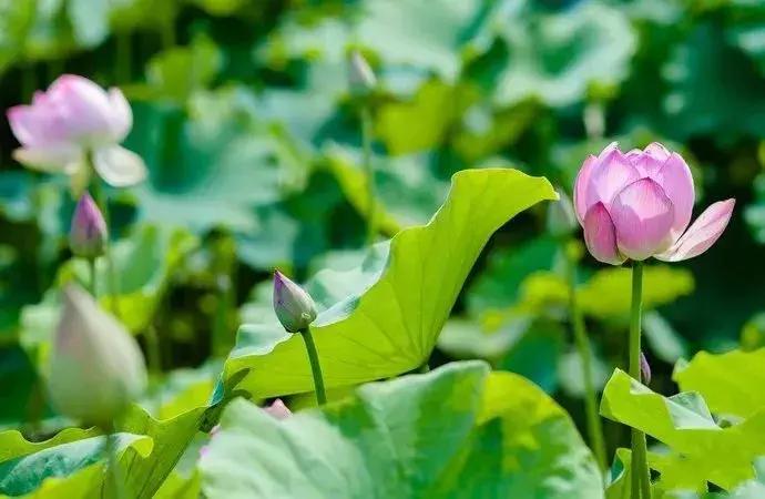 中国著名赏荷胜地,中国最著名的十大赏荷地