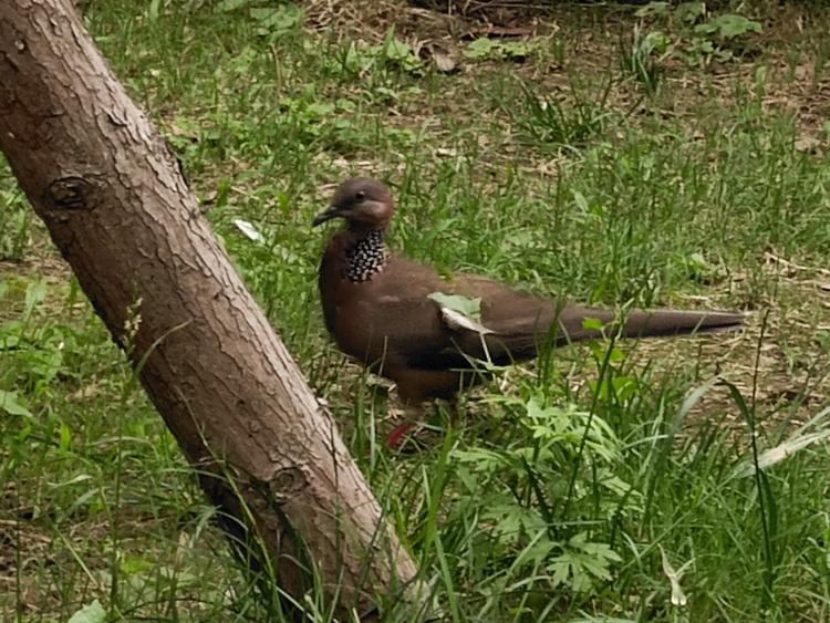 vivox50pro有没有光学防抖,vivox50pro60倍变焦防抖