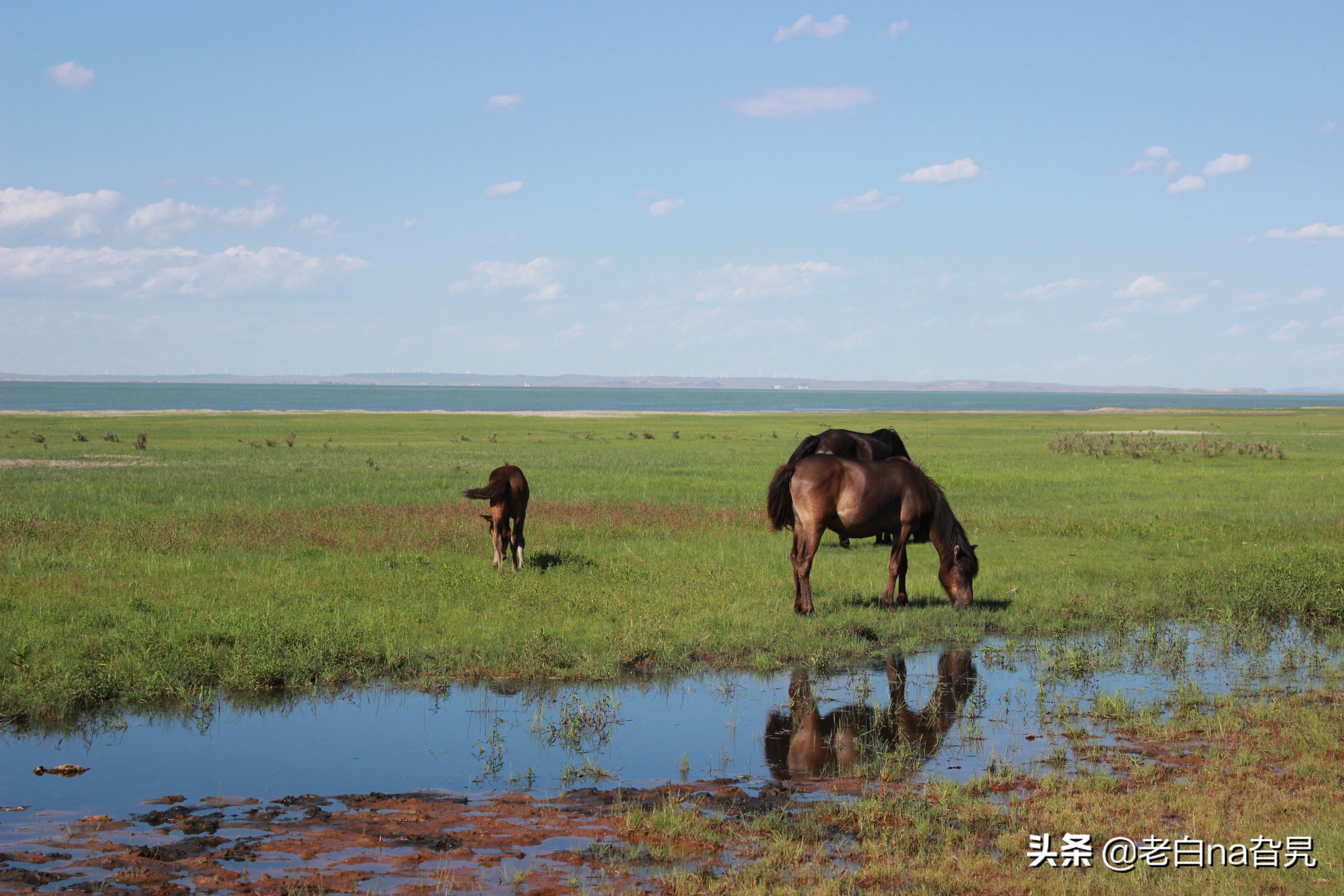 达里诺尔湖早上的风景,达里诺尔湖四大名湖