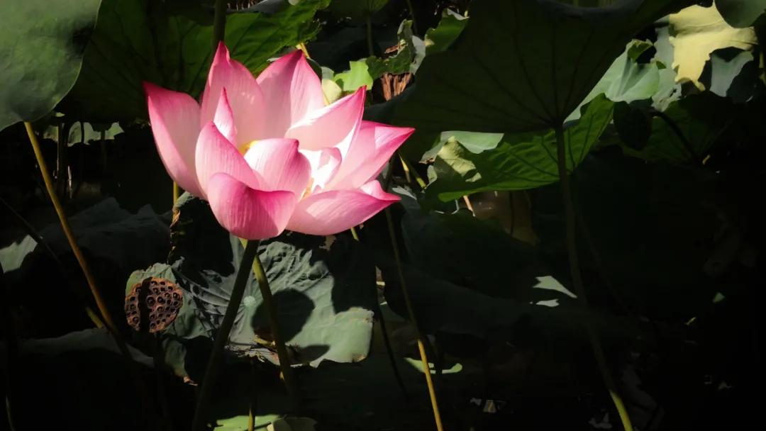 十首著名的荷花诗莲花别样红,最有韵味的荷花十首诗词