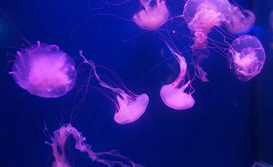 邂逅度假酒店,惠东巽寮湾海景度假酒店