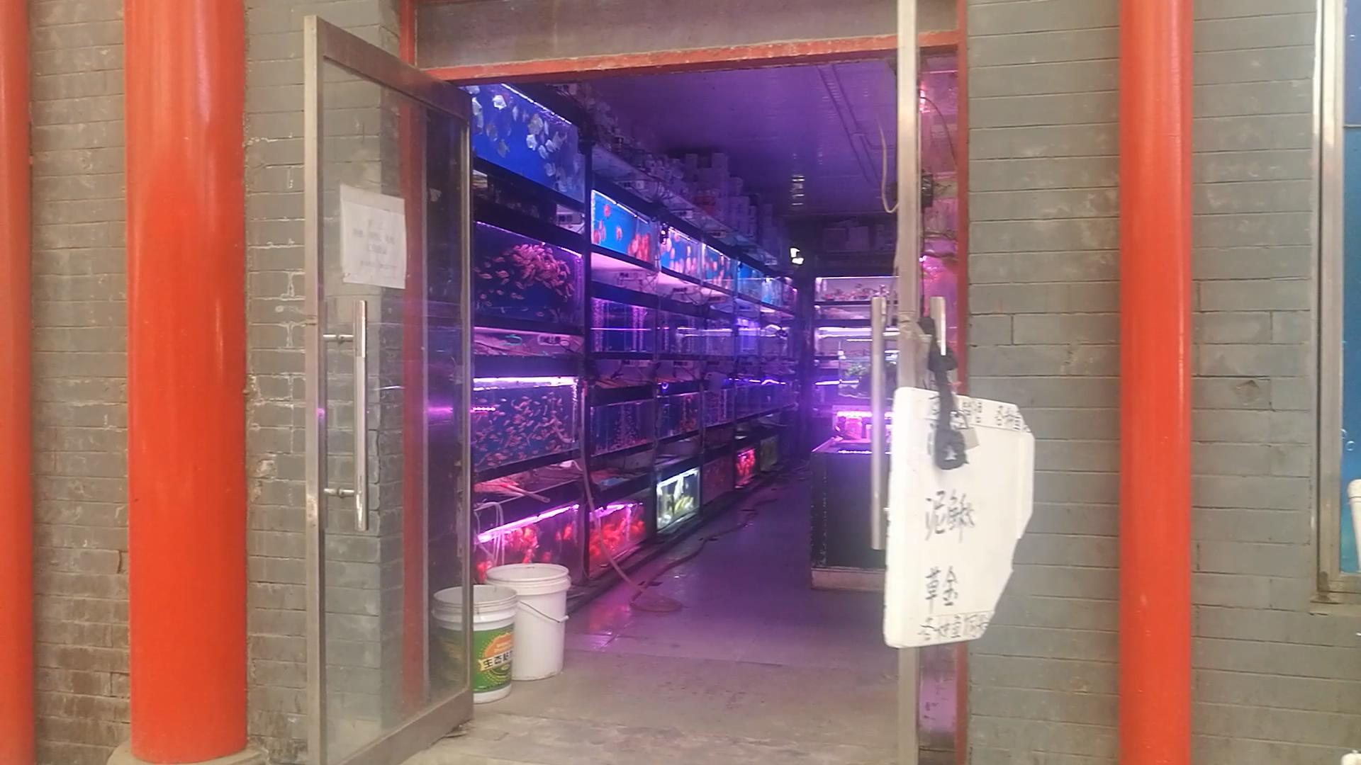 北京十里河鱼市，都说它拆了，我却看到了综合性的水族市场