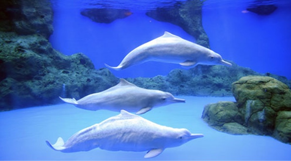 珠海横琴长隆海洋王国,珠海横琴长隆海洋王国门票价格