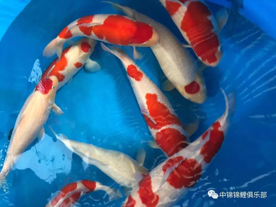 閿﹂菠鍠傞杩囧鏈変粈涔堢棁鐘跺悧,鏃ユ湰閿﹂菠鎬庝箞鍠傞