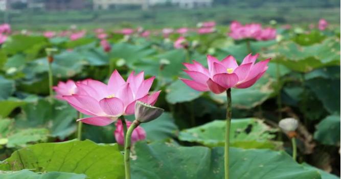 如何预防或减少药物副作用,免疫治疗药物副作用