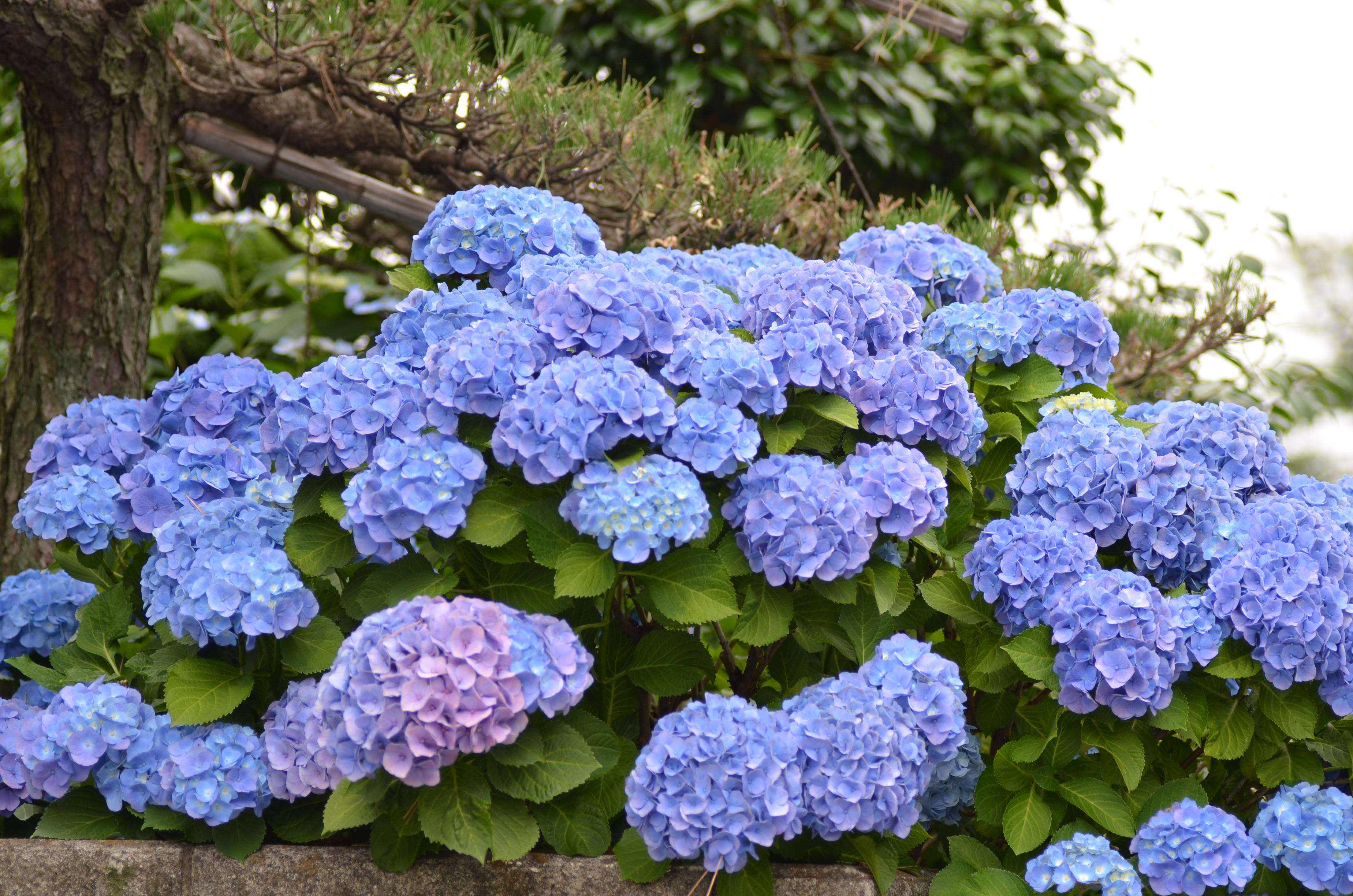 路边绿化常见花草图片及名称,63种路边常见却叫不上名的花草