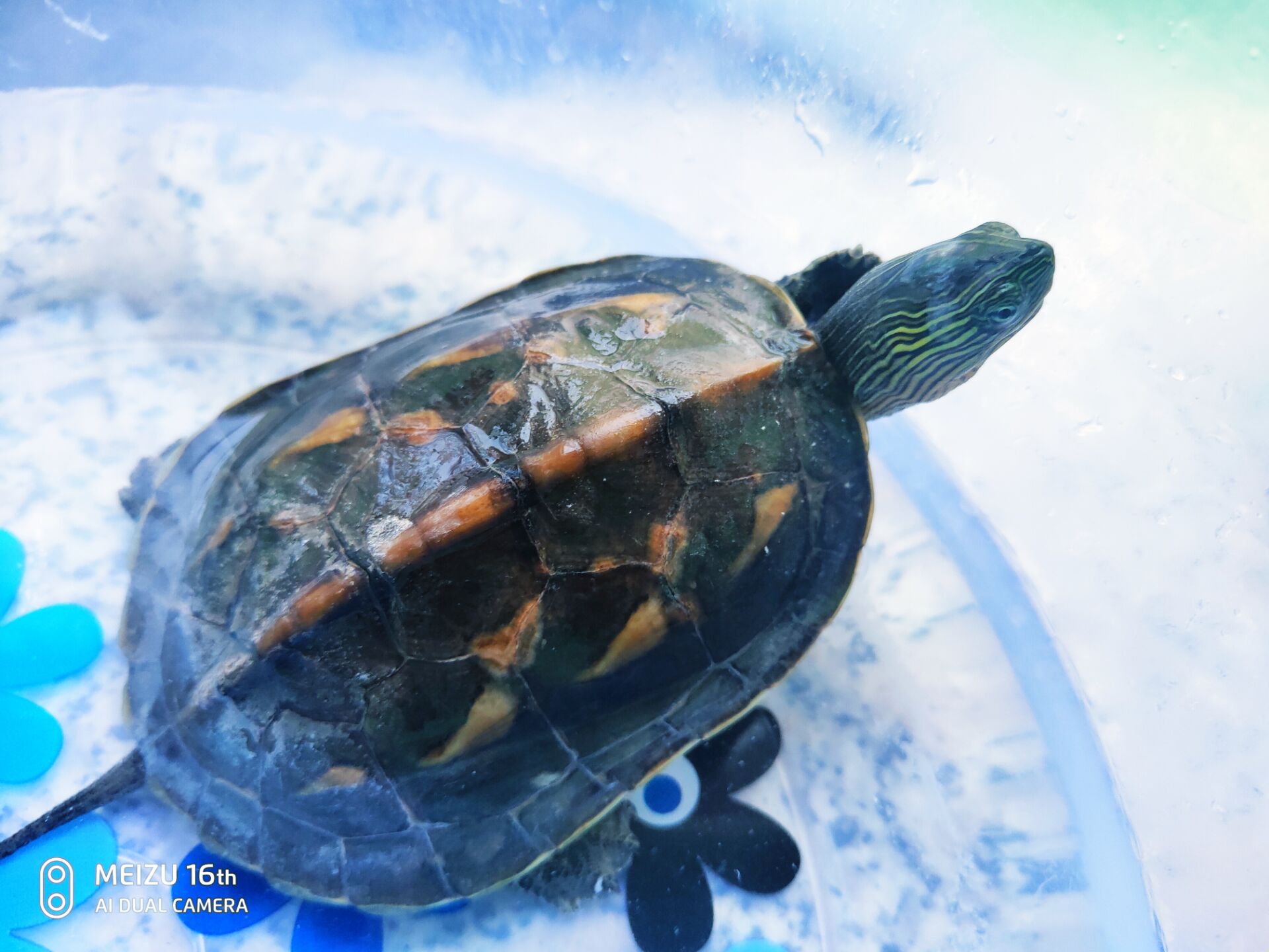 懒人适合养的宠物,十大最适合懒人养的宠物排名