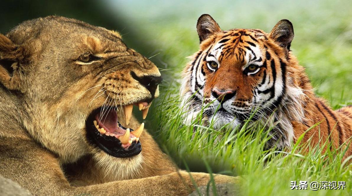 老虎狮子为什么老虎是森林之王,到底是狮子更厉害还是老虎更厉害