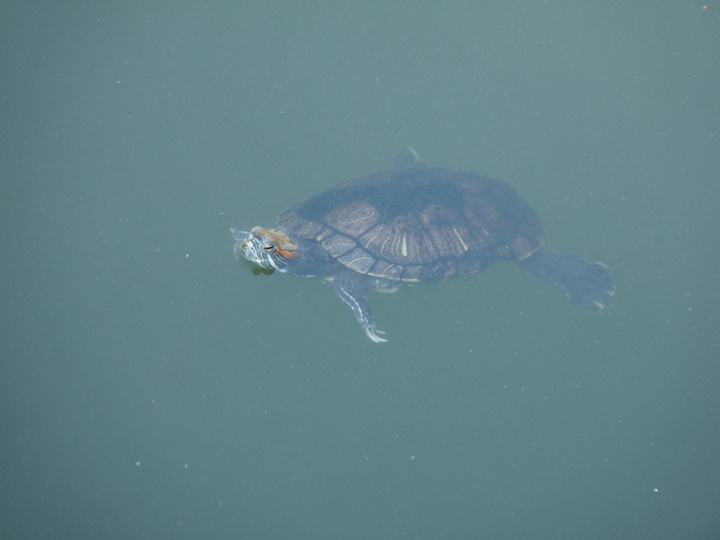 放生鳄鱼和放生扬子鳄,鳄鱼放生20年后放生鳄鱼犯法吗