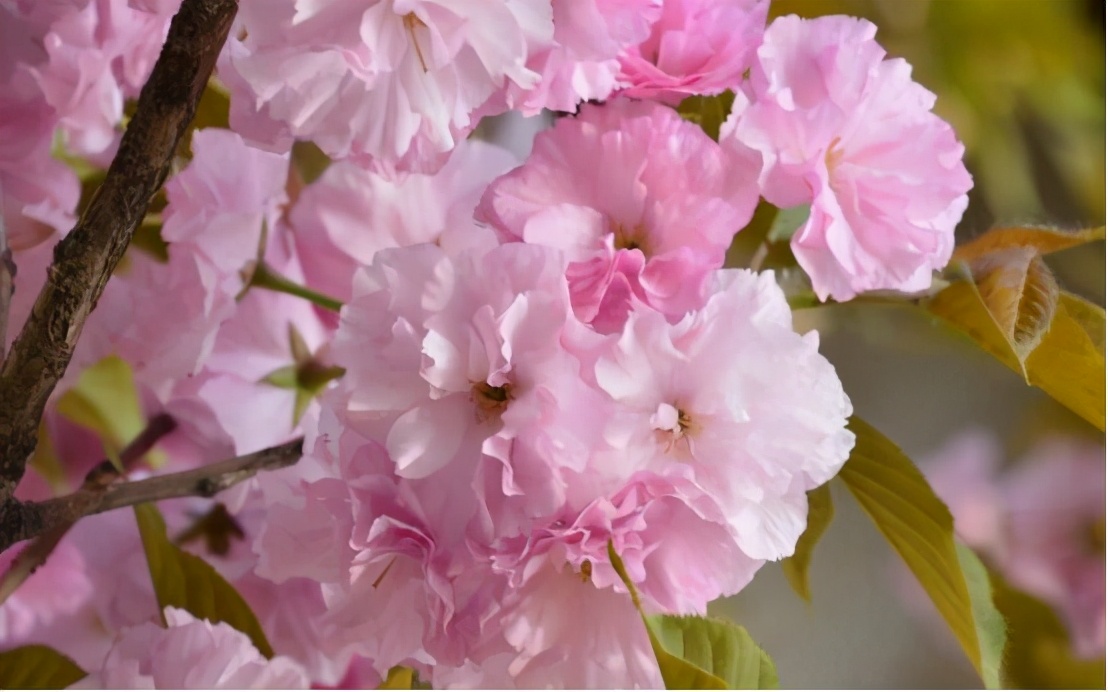 还记得13年前的樱花吗,以前的樱花对比现在的樱花