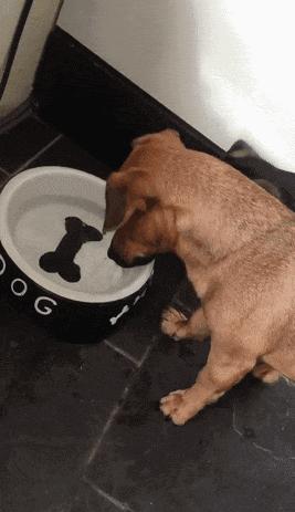 狗狗得胰腺炎不爱喝水怎么办,狗狗没精神一喝水就吐是什么问题