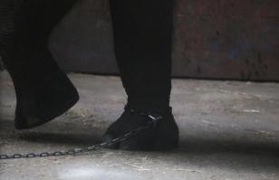 长沙动物园大象踩死人事件：官方称疑似56岁雄象发情导致悲剧；动保人士呼吁取消动物表演